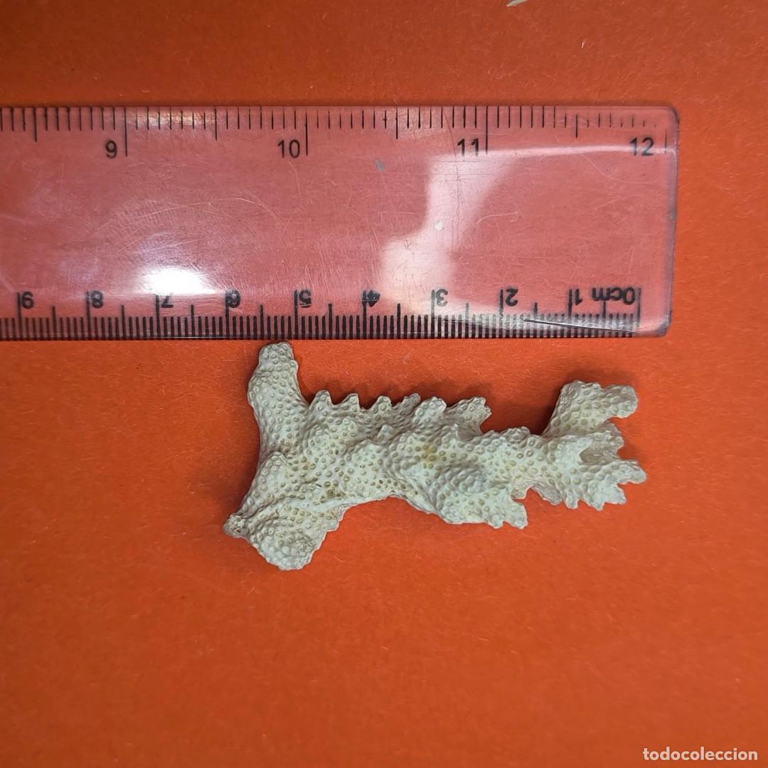 Coleccionismo de minerales: 001517DEC-coral blanco calc&aacute;reo 7 CM