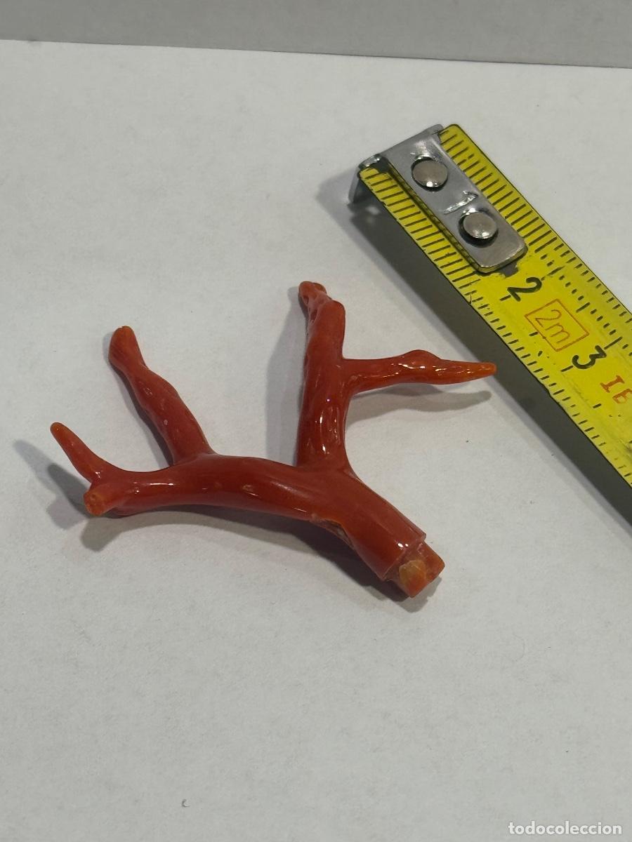 Coleccionismo de minerales: CORAL ROJO NATURAL MEDITERR&Aacute;NEO / COMPRA MIN&Iacute;MA 5 &euro;