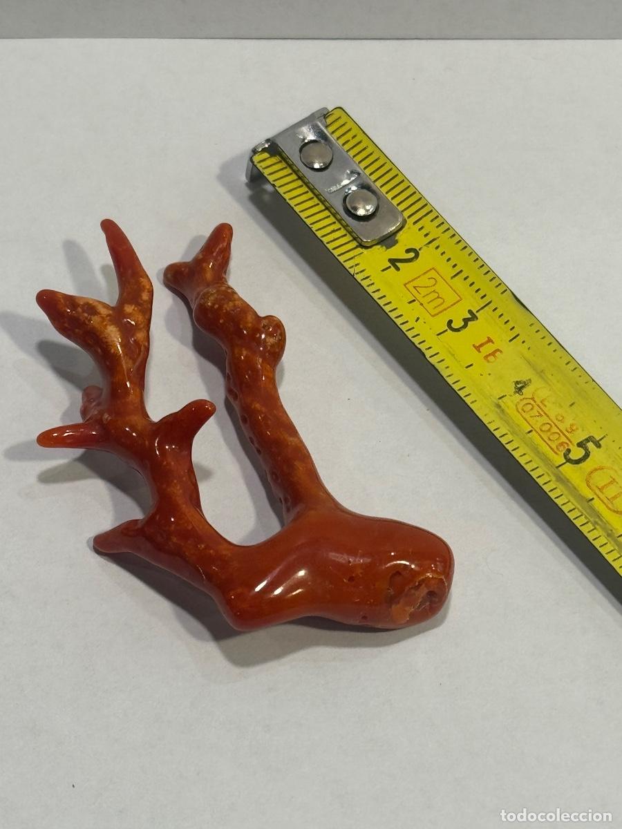 Coleccionismo de minerales: CORAL ROJO NATURAL MEDITERR&Aacute;NEO / COMPRA MIN&Iacute;MA 5 &euro;