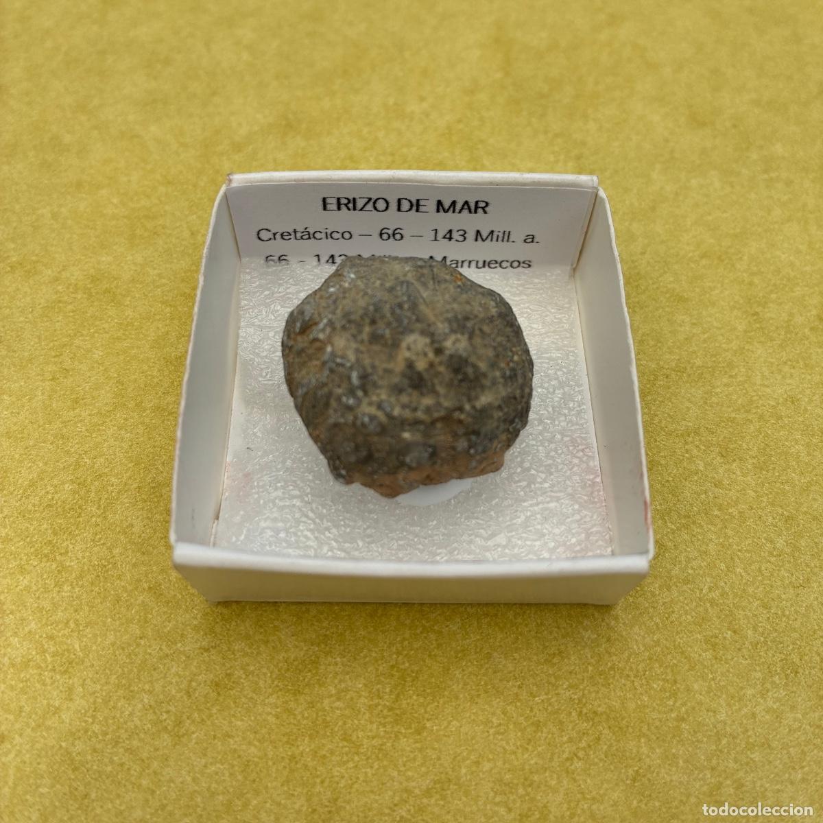 Coleccionismo de minerales: MINERAL FOSIL ERIZO DE MAR FOSILES EN CAJA DE 4x4CM