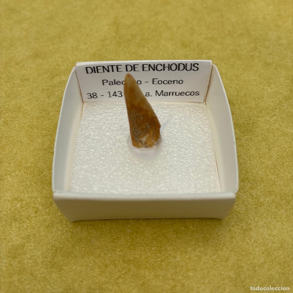 Coleccionismo de minerales: MINERAL FOSIL DIENTE DE ENCHODUS FOSILES EN CAJA DE 4x4CM