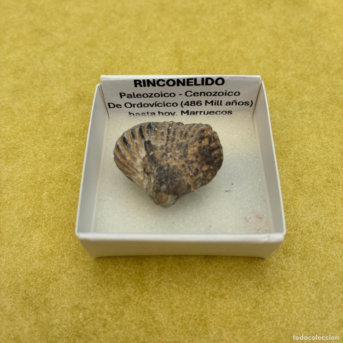 Coleccionismo de minerales: MINERAL FOSIL RINCONELIDO FOSILES EN CAJA DE 4x4CM