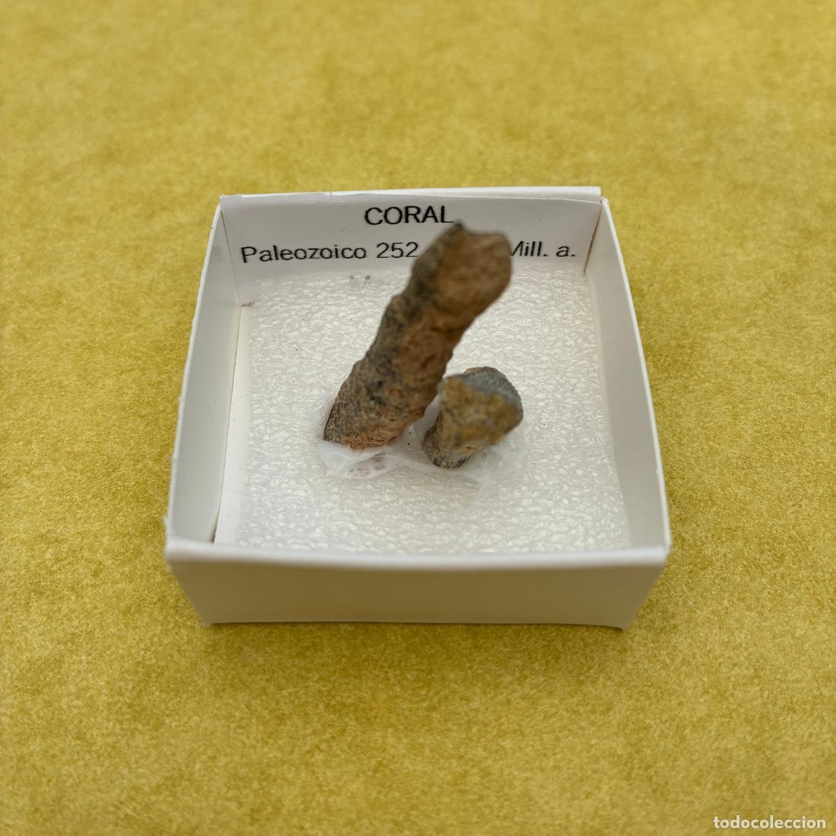 Coleccionismo de minerales: MINERAL FOSIL CORAL FOSILES EN CAJA DE 4x4CM