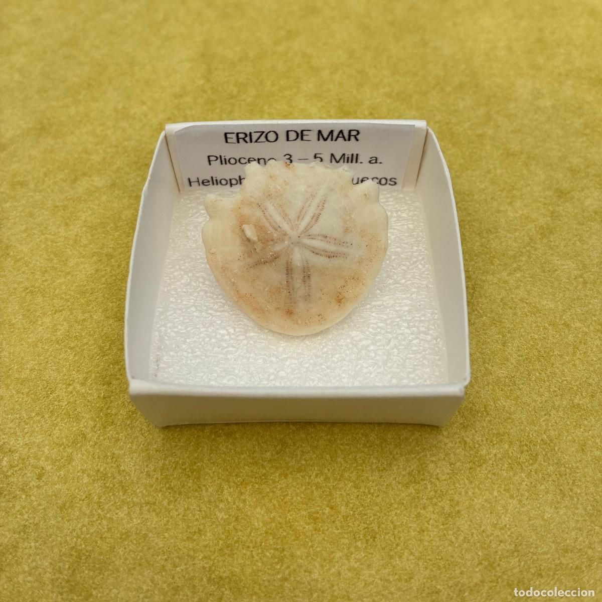 Coleccionismo de minerales: MINERAL FOSIL CORAL ERIZO DE MAR EN CAJA DE 4x4CM