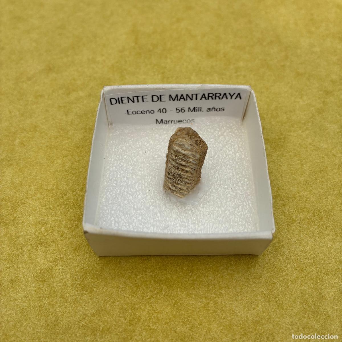 Coleccionismo de minerales: MINERAL FOSIL CORAL DIENTE DE MANTARRAYA EN CAJA DE 4x4CM