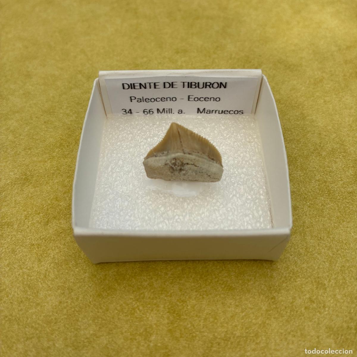Coleccionismo de minerales: MINERAL FOSIL CORAL DIENTE DE TIBURON EN CAJA DE 4x4CM