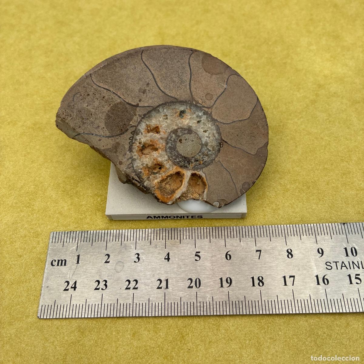 Coleccionismo de minerales: MINERAL FOSIL AMMONITES TAMA&Ntilde;O GRANDE