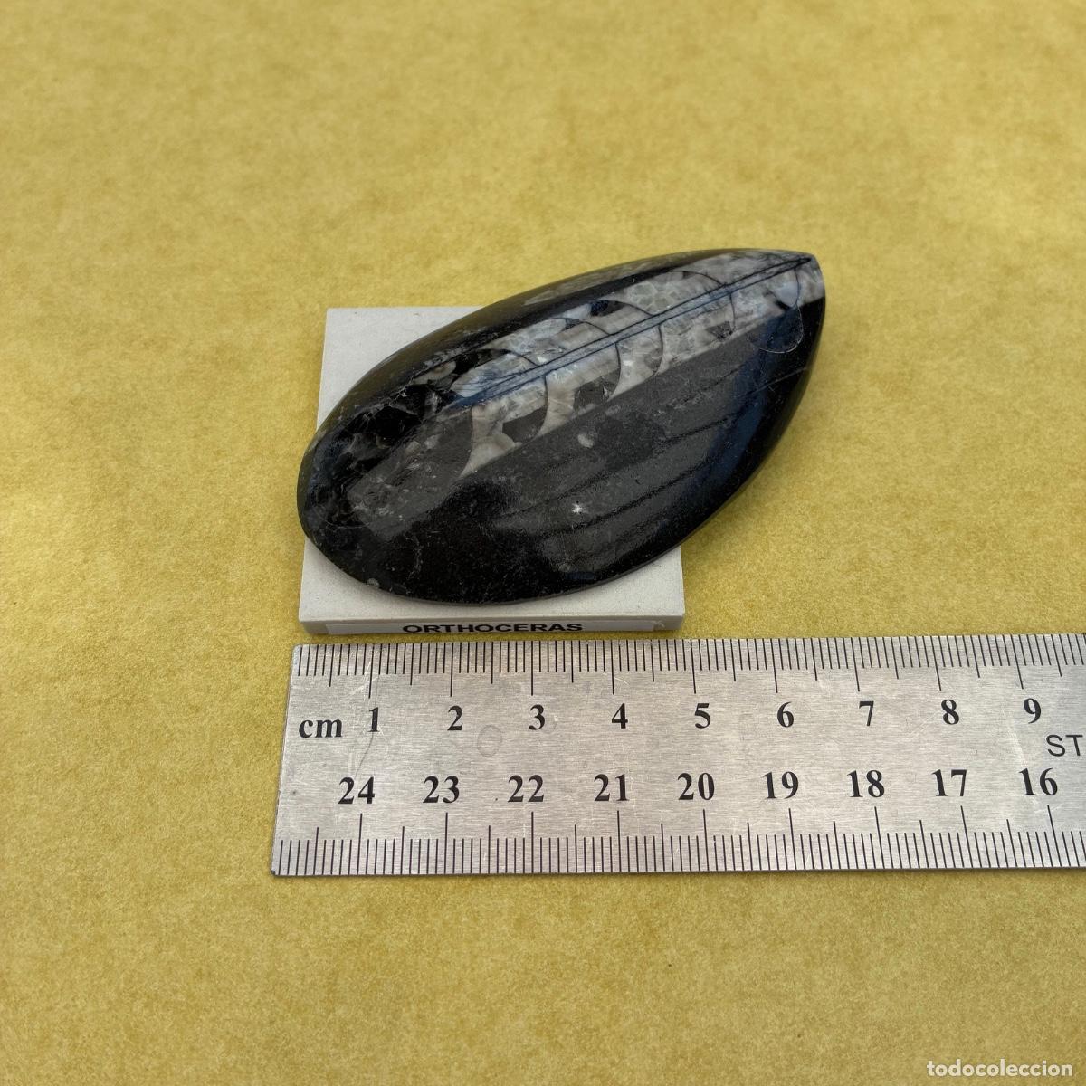 Coleccionismo de minerales: MINERAL FOSIL ORTHOCERAS TAMA&Ntilde;O GRANDE