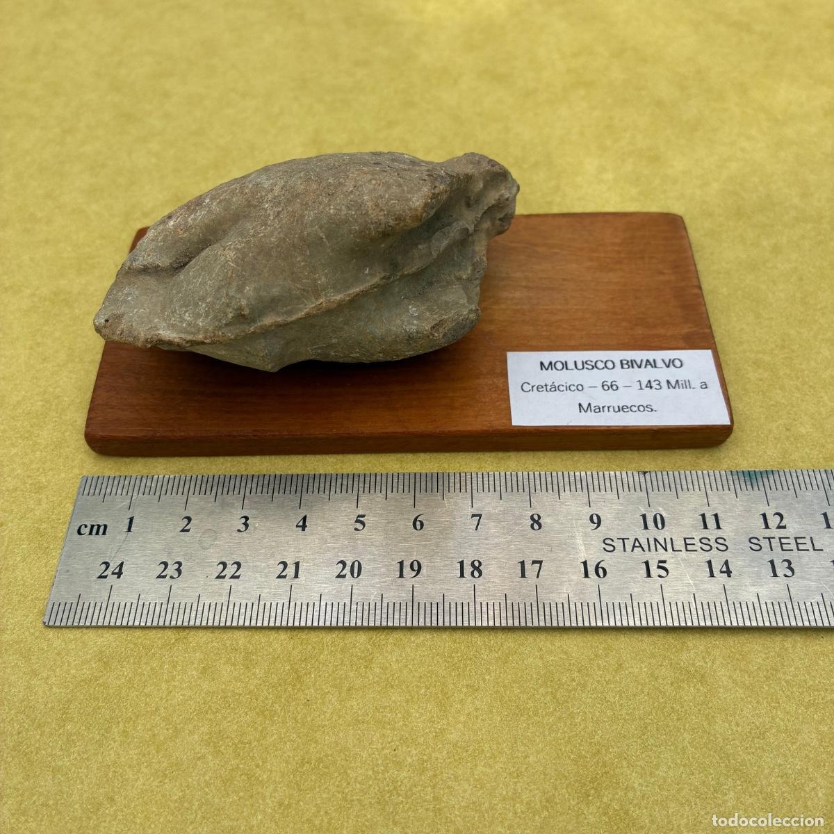 Coleccionismo de minerales: MINERAL FOSIL MOLUSCO BIVALVO TAMA&Ntilde;O GRANDE