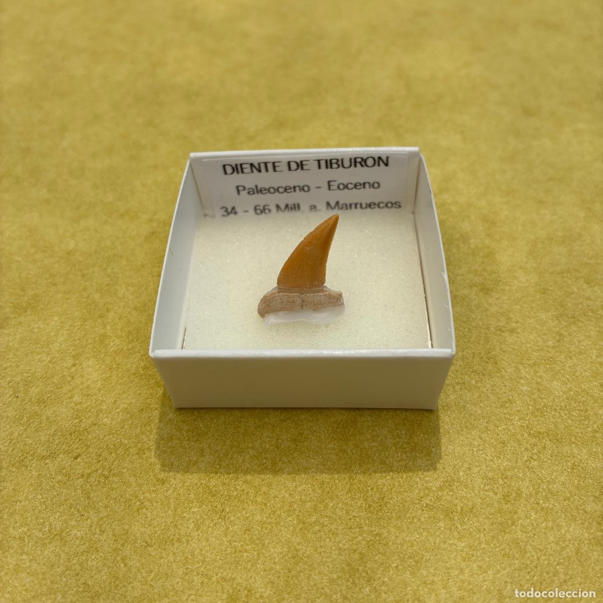 Collezionismo di minerali: MINERAL FOSIL DIENTE DE TIBURON FOSILES EN CAJA DE 4x4CM