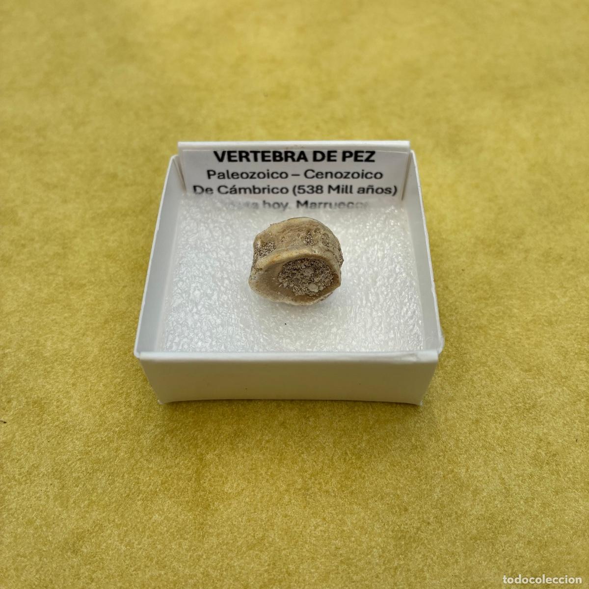 Coleccionismo de minerales: MINERAL FOSIL VERTEBRA DE PEZ FOSILES EN CAJA DE 4x4CM