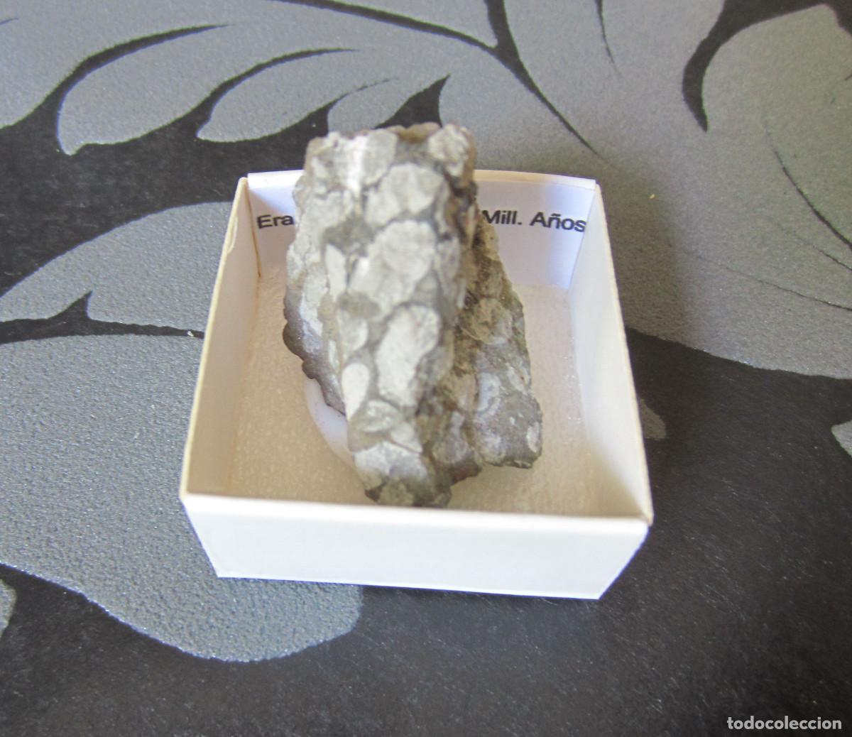 Coleccionismo de minerales: MINERAL FOSIL CORAL MINERALES EN CAJA 4X4 CM