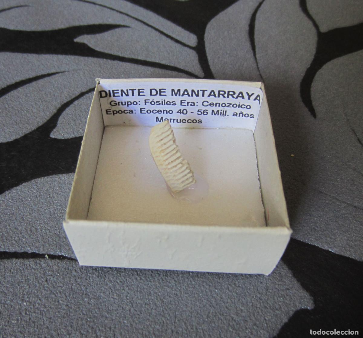 Coleccionismo de minerales: MINERAL FOSIL DIENTE DE MANTARRAYA MINERALES EN CAJA 4X4 CM