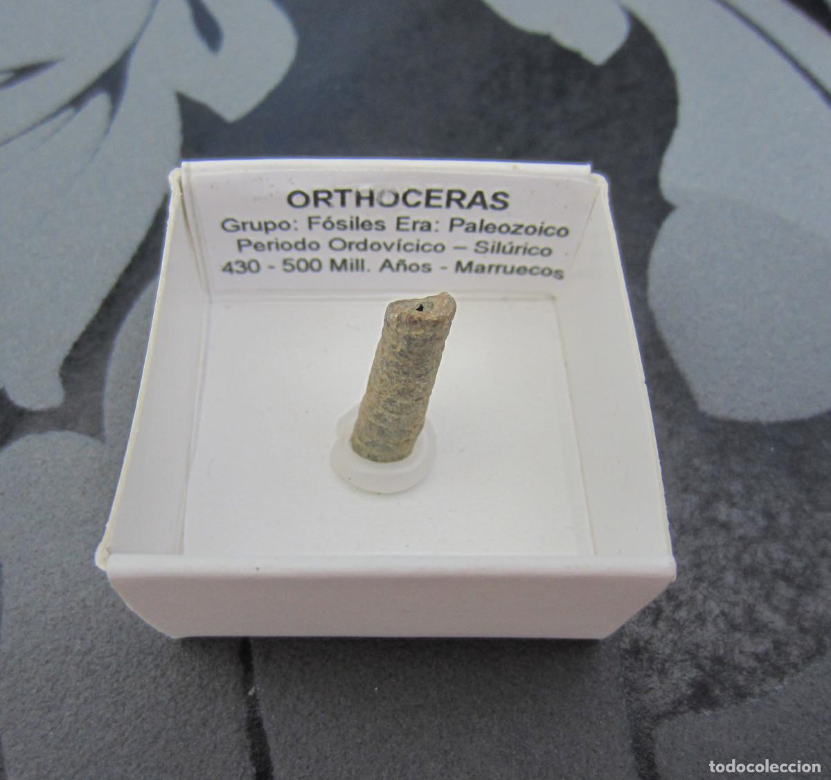 Coleccionismo de minerales: MINERAL FOSILES ORTOCERAS MINERALES EN CAJA 4X4 CM