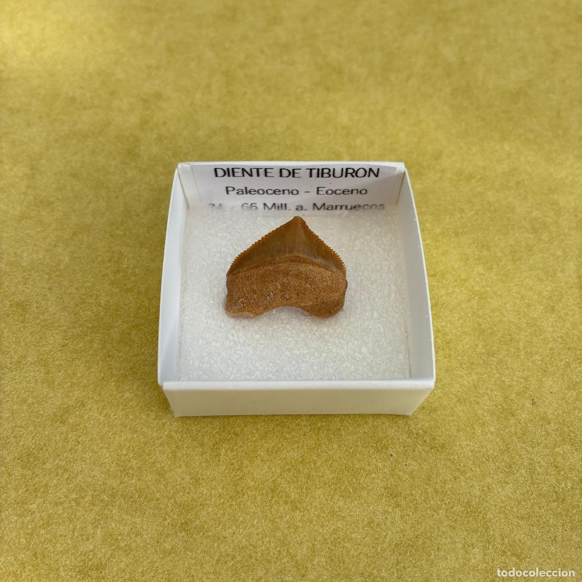 Collezionismo di minerali: MINERAL FOSIL DIENTE DE TIBURON MINERALES EN CAJA DE 4x4CM