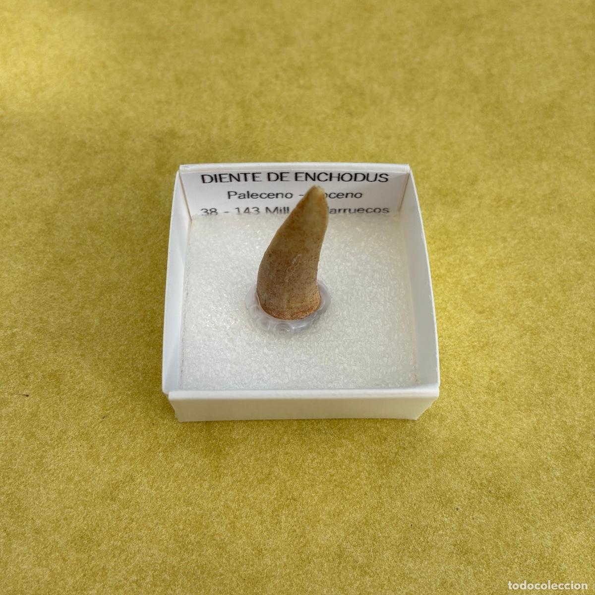Collezionismo di minerali: MINERAL FOSIL DIENTE DE ENCHODUS MINERALES EN CAJA DE 4x4CM