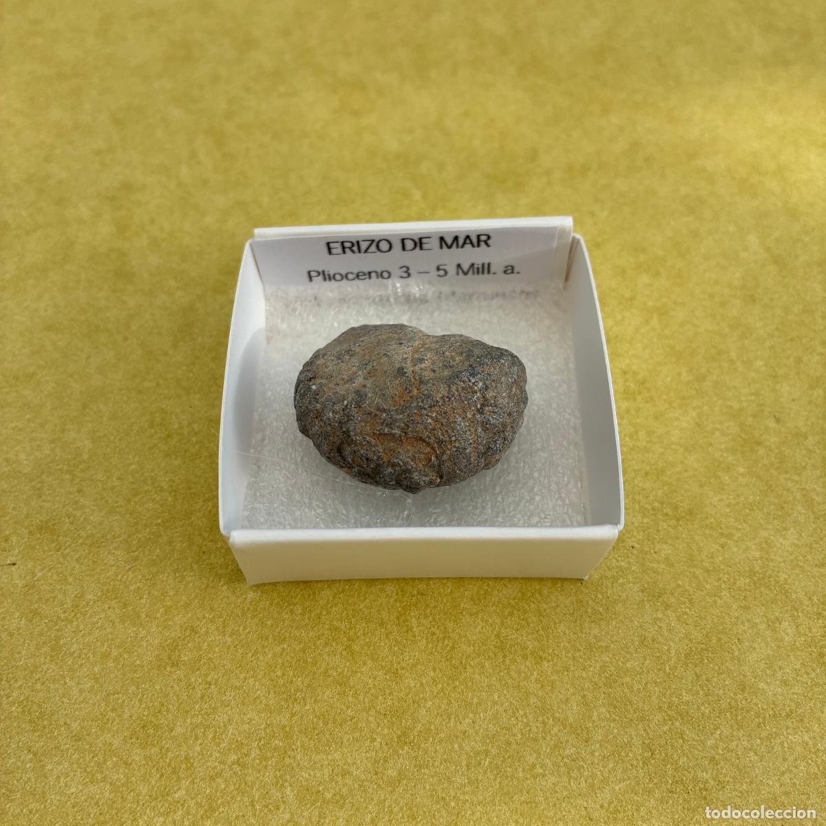 Collezionismo di minerali: MINERAL FOSIL ERIZO DE MAR MINERALES EN CAJA DE 4x4CM