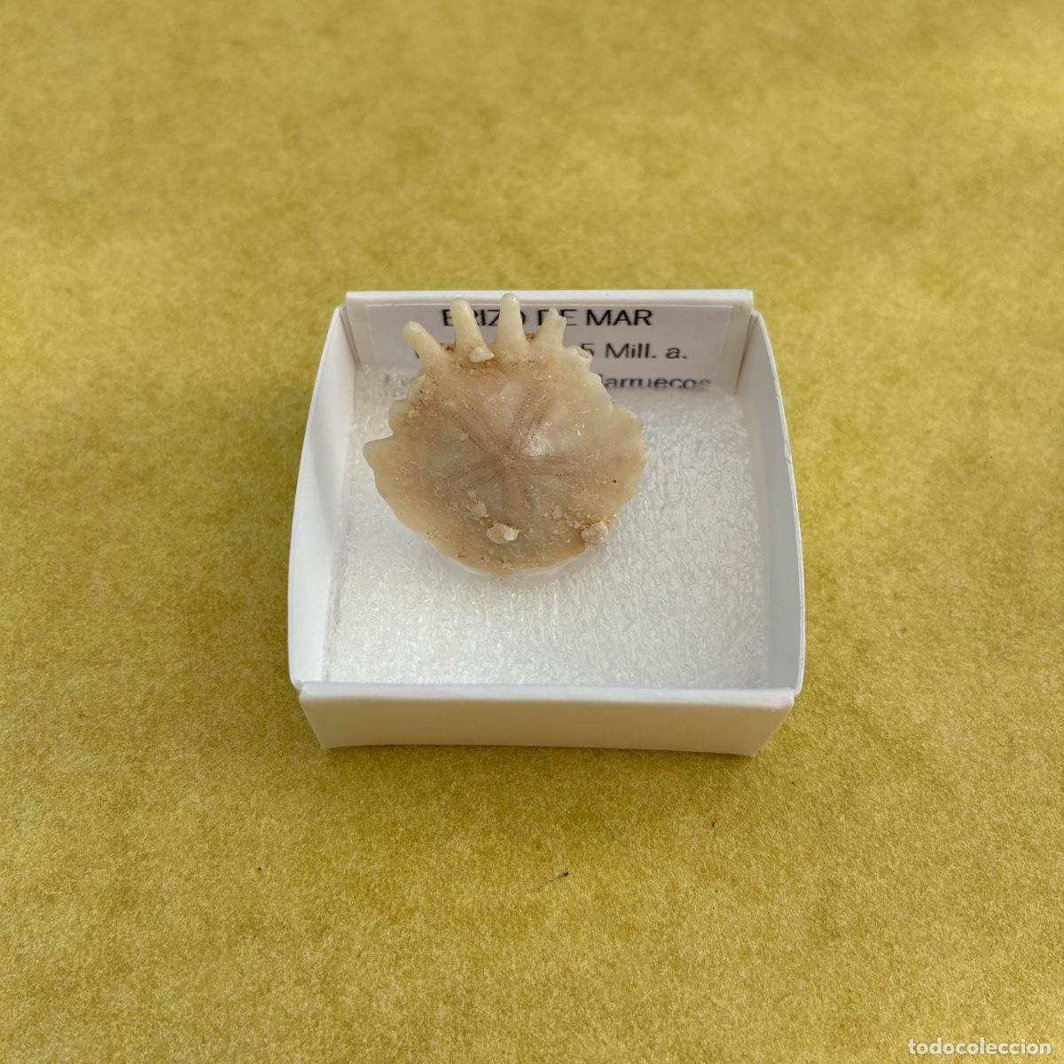 Coleccionismo de minerales: MINERAL FOSIL ERIZO DE MAR MINERALES EN CAJA DE 4x4CM