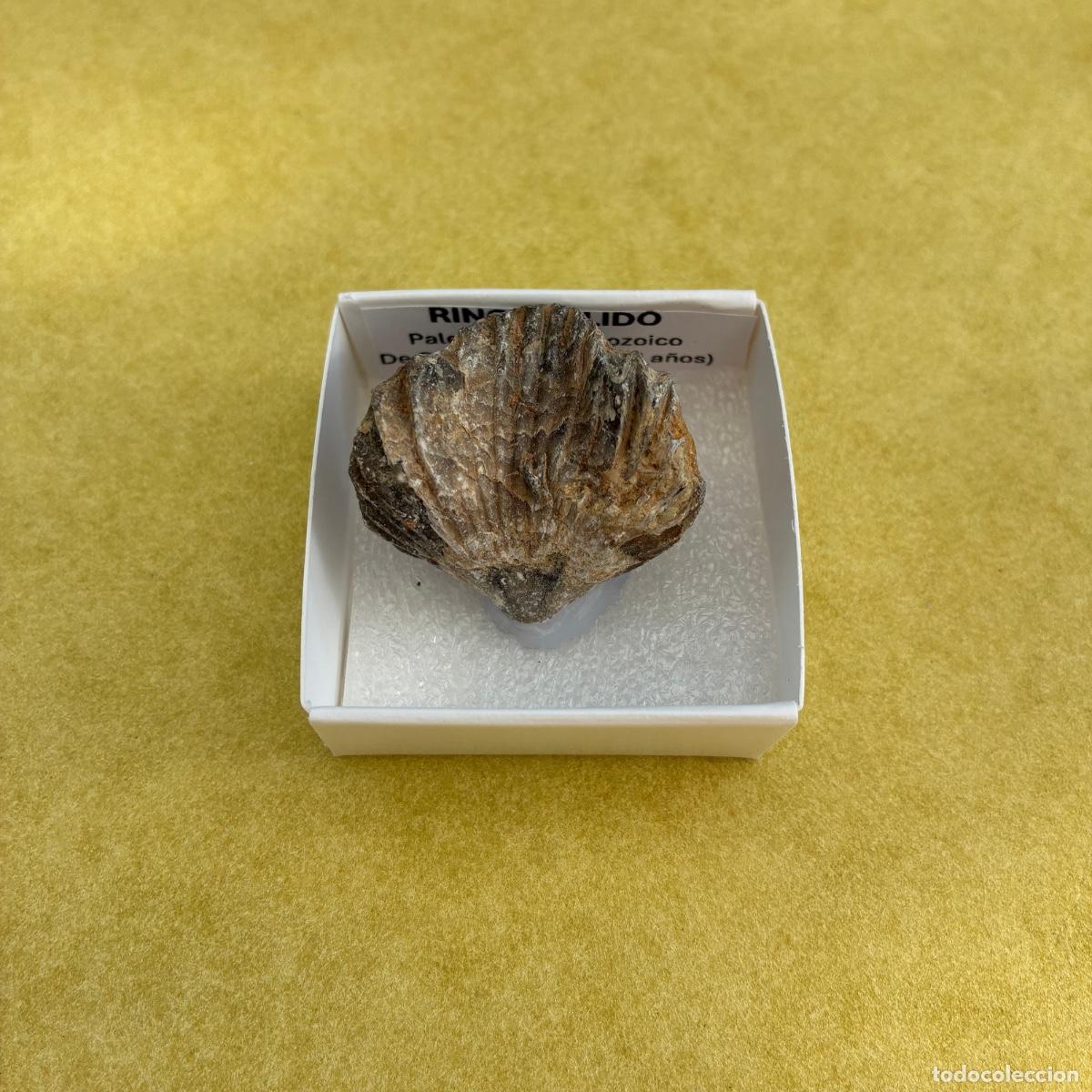 Coleccionismo de minerales: MINERAL FOSIL RINCONELIDO MINERALES EN CAJA DE 4x4CM