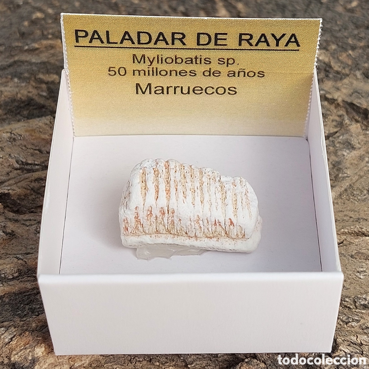 Coleccionismo de minerales: Paladar de Raya F&oacute;sil en Cajita de Colecci&oacute;n
