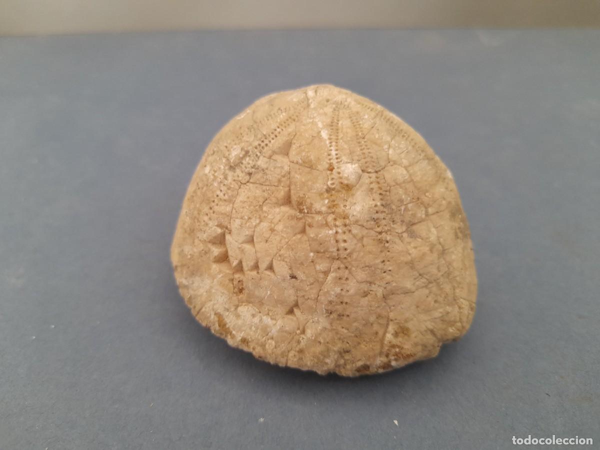 Coleccionismo de minerales: peque&ntilde;o fosil , erizo de mar, marina alta de alicante, 6,5x5x4cm aprox