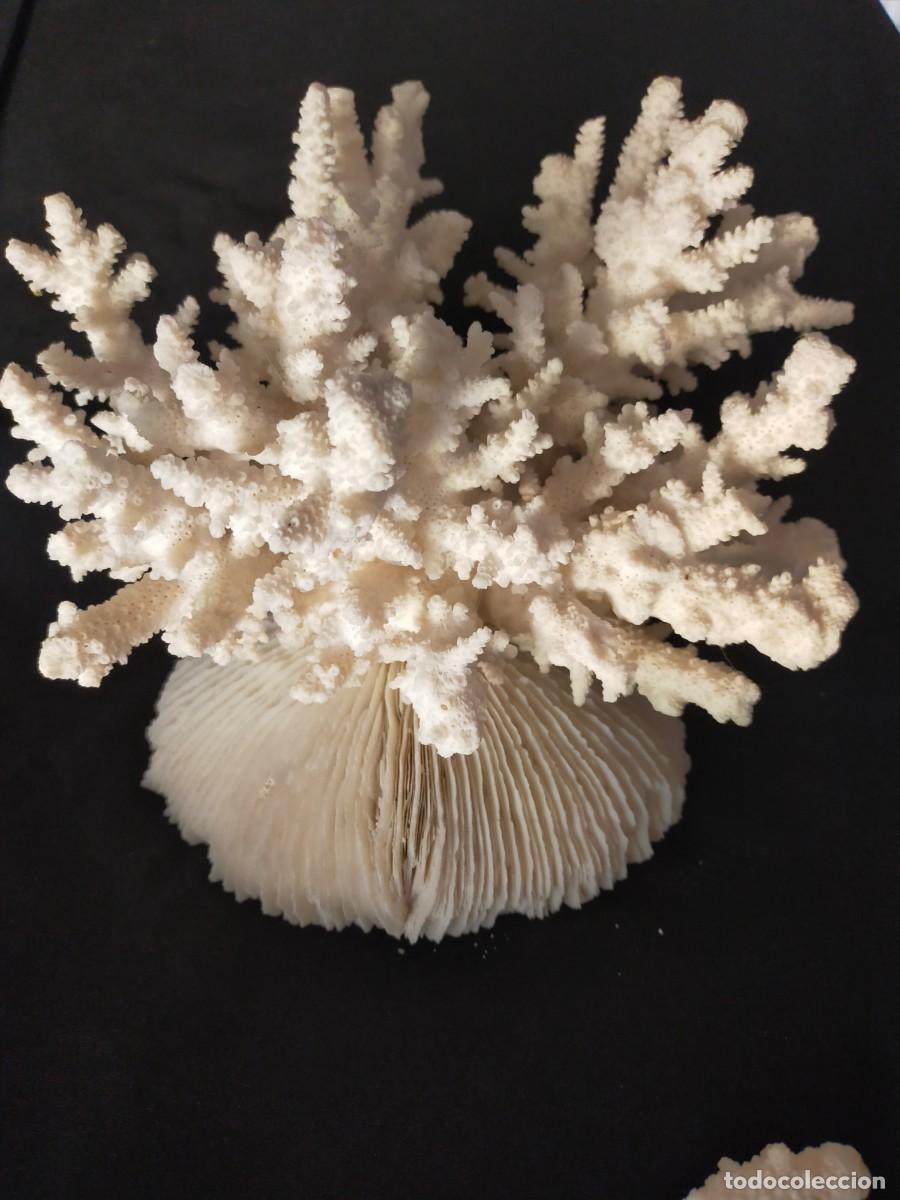 Coleccionismo de minerales: HERMOSO CORAL BLANCO. ANCHO X ALTO X LARCO: 22 X 18 X 20 PESO: 1,5 KG. CIRCA A&Ntilde;OS 60