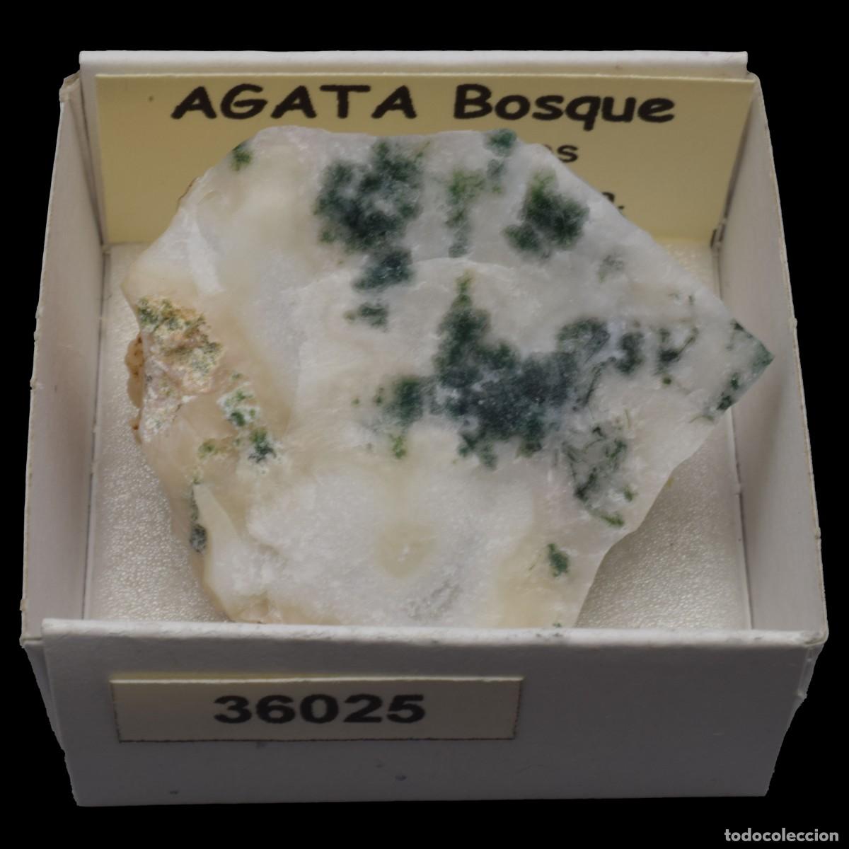 Coleccionismo de minerales: AGATA Bosque (Deccan Traps, Maharashtra, India) #36025