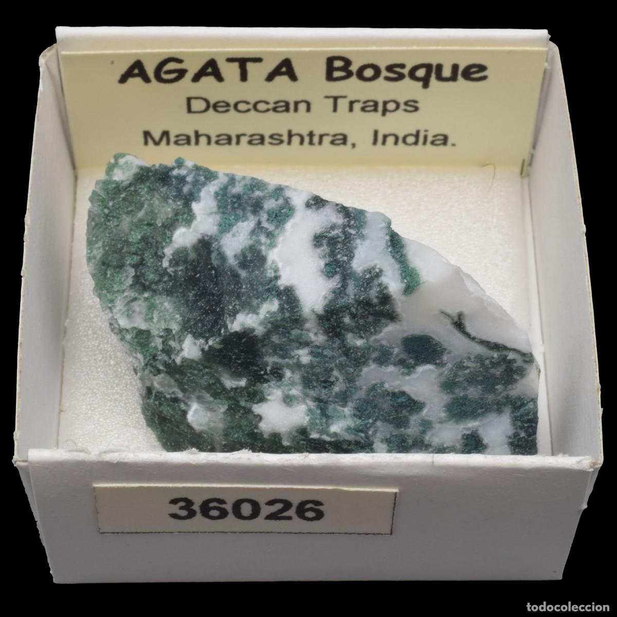 Coleccionismo de minerales: AGATA Bosque (Deccan Traps, Maharashtra, India) #36026