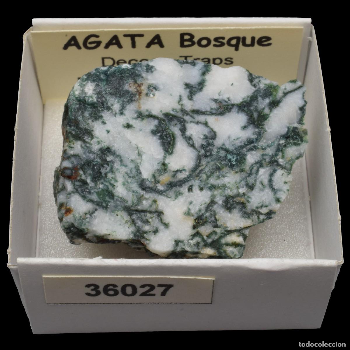 Coleccionismo de minerales: AGATA Bosque (Deccan Traps, Maharashtra, India) #36027