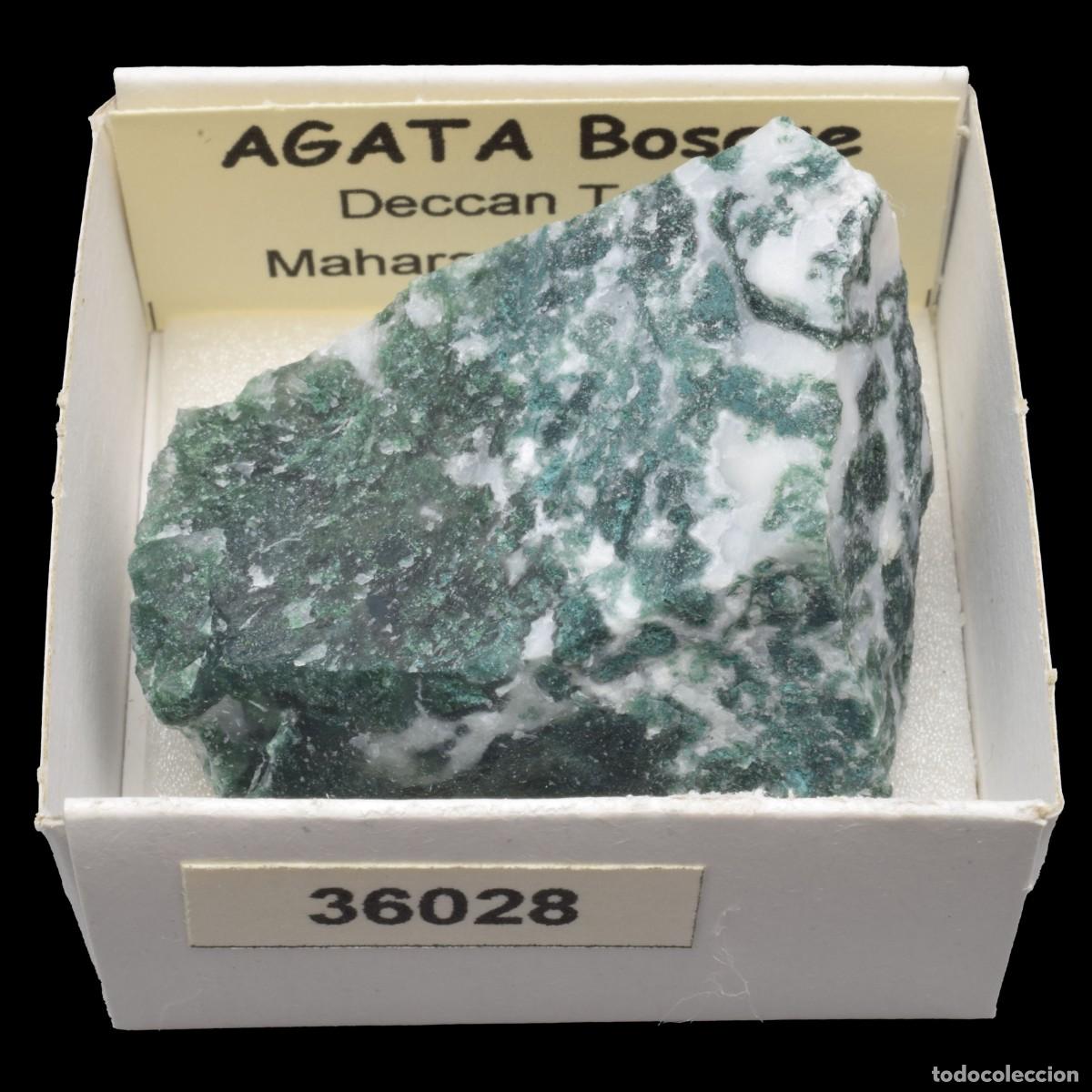 Coleccionismo de minerales: AGATA Bosque (Deccan Traps, Maharashtra, India) #36028