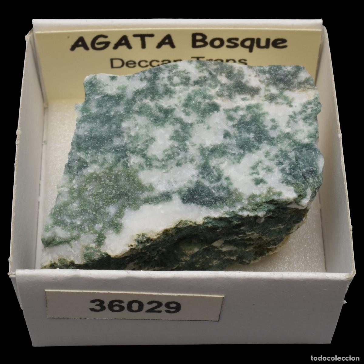 Coleccionismo de minerales: AGATA Bosque (Deccan Traps, Maharashtra, India) #36029