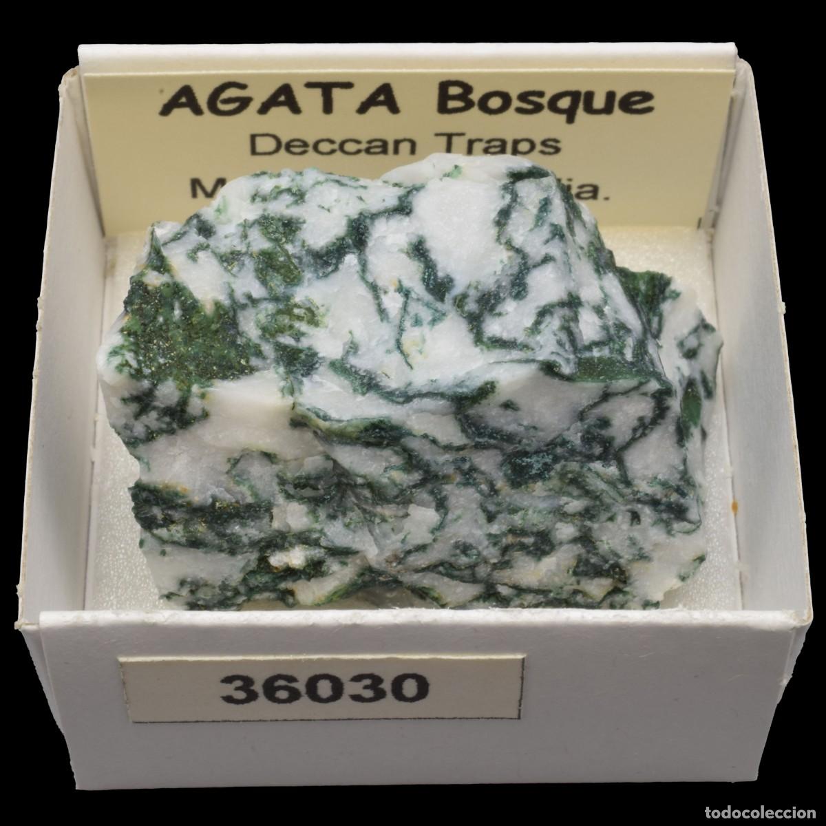 Coleccionismo de minerales: AGATA Bosque (Deccan Traps, Maharashtra, India) #36030
