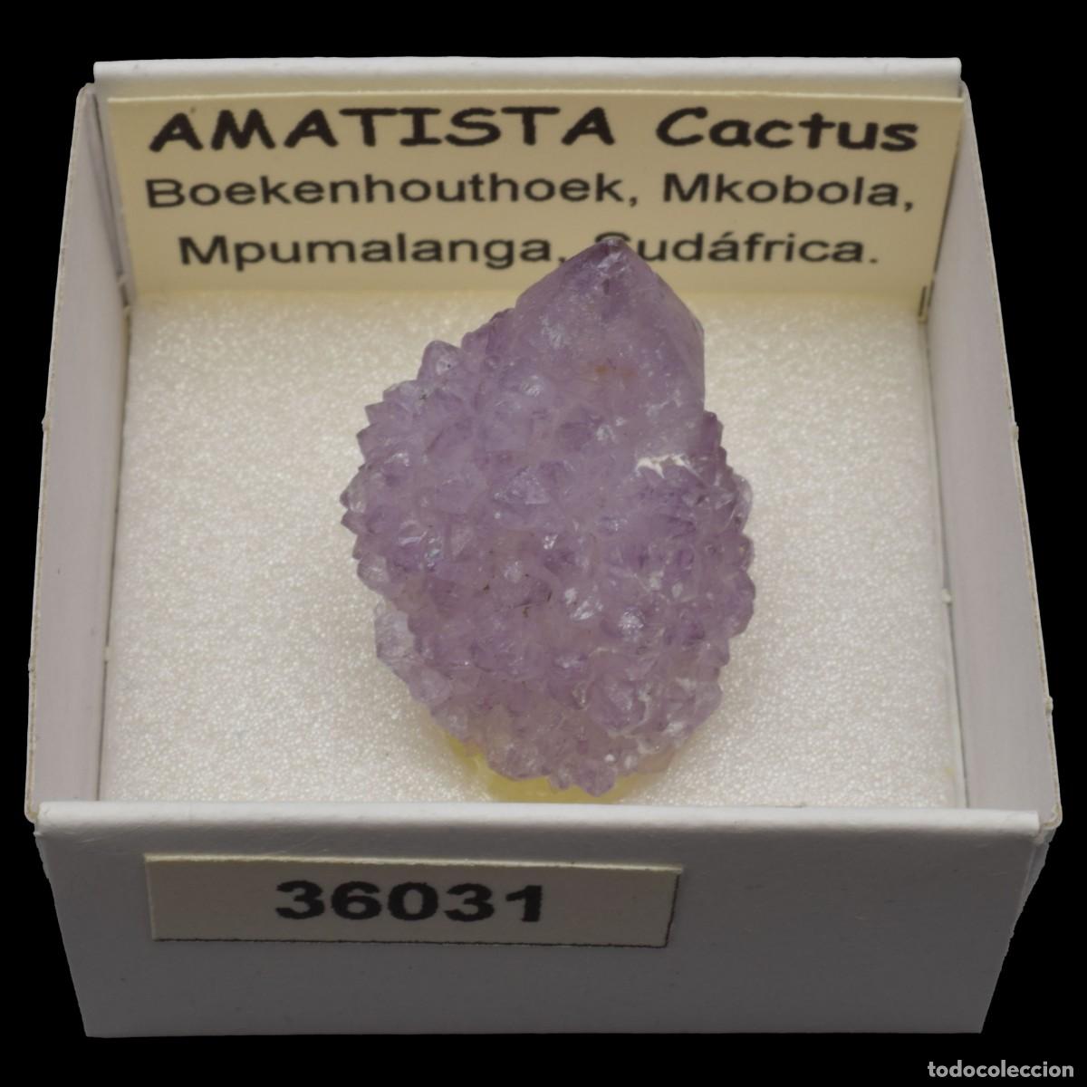 Coleccionismo de minerales: AMATISTA Cactus (Boekenhouthoek, Mkobola, Mpumalanga, Sudafrica) #36031