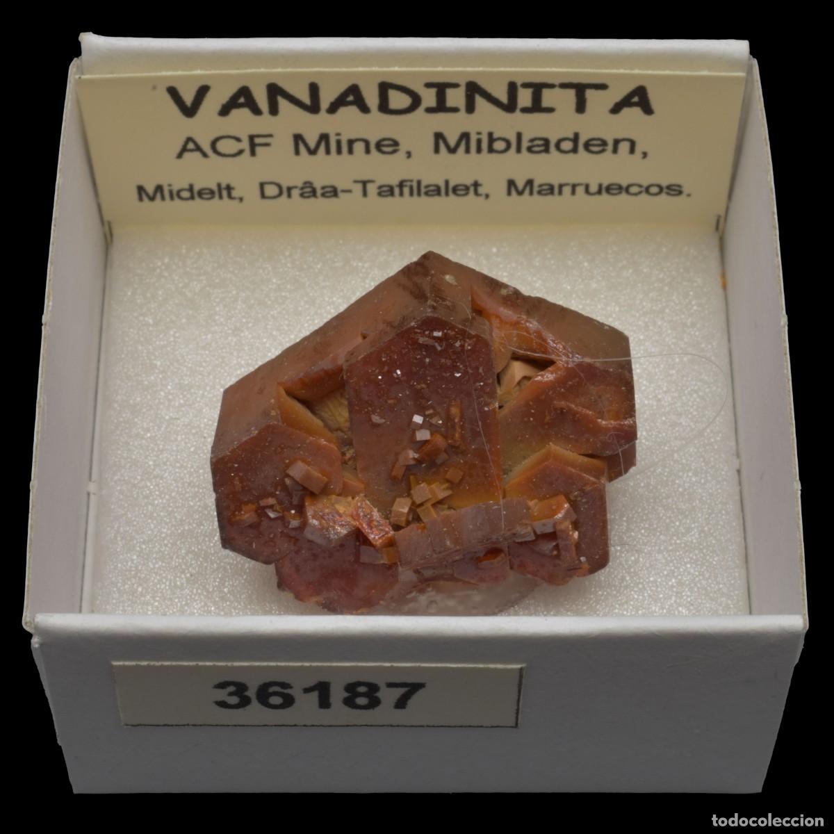 Coleccionismo de minerales: VANADINITA (ACF Mine, Mibladen, Midelt, Dr&acirc;a-Tafilalet, Marruecos) #36187