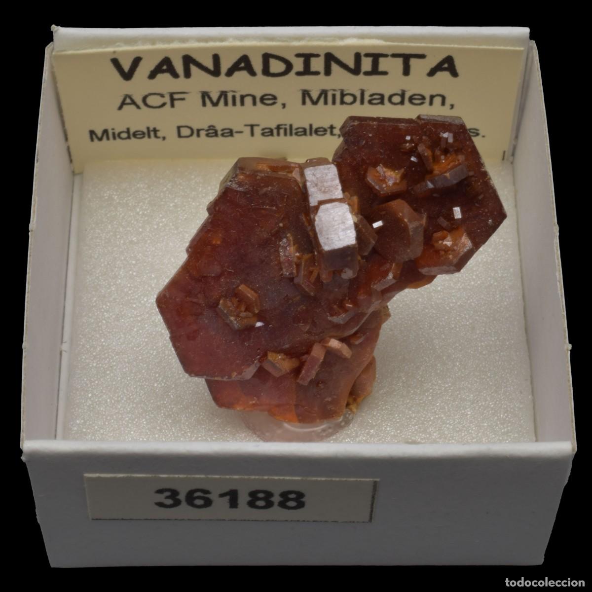 Coleccionismo de minerales: VANADINITA (ACF Mine, Mibladen, Midelt, Dr&acirc;a-Tafilalet, Marruecos) #36188