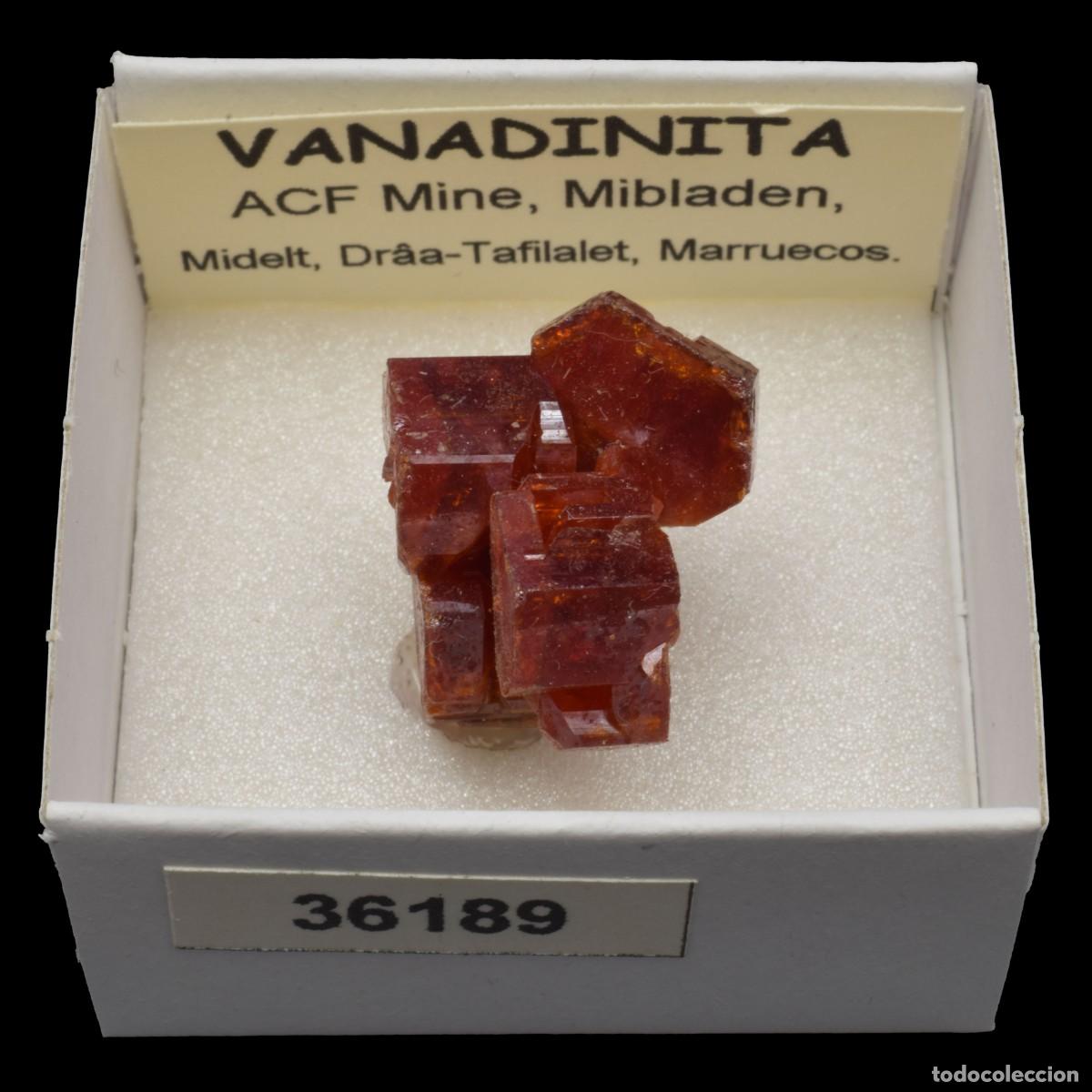 Coleccionismo de minerales: VANADINITA (ACF Mine, Mibladen, Midelt, Dr&acirc;a-Tafilalet, Marruecos) #36189