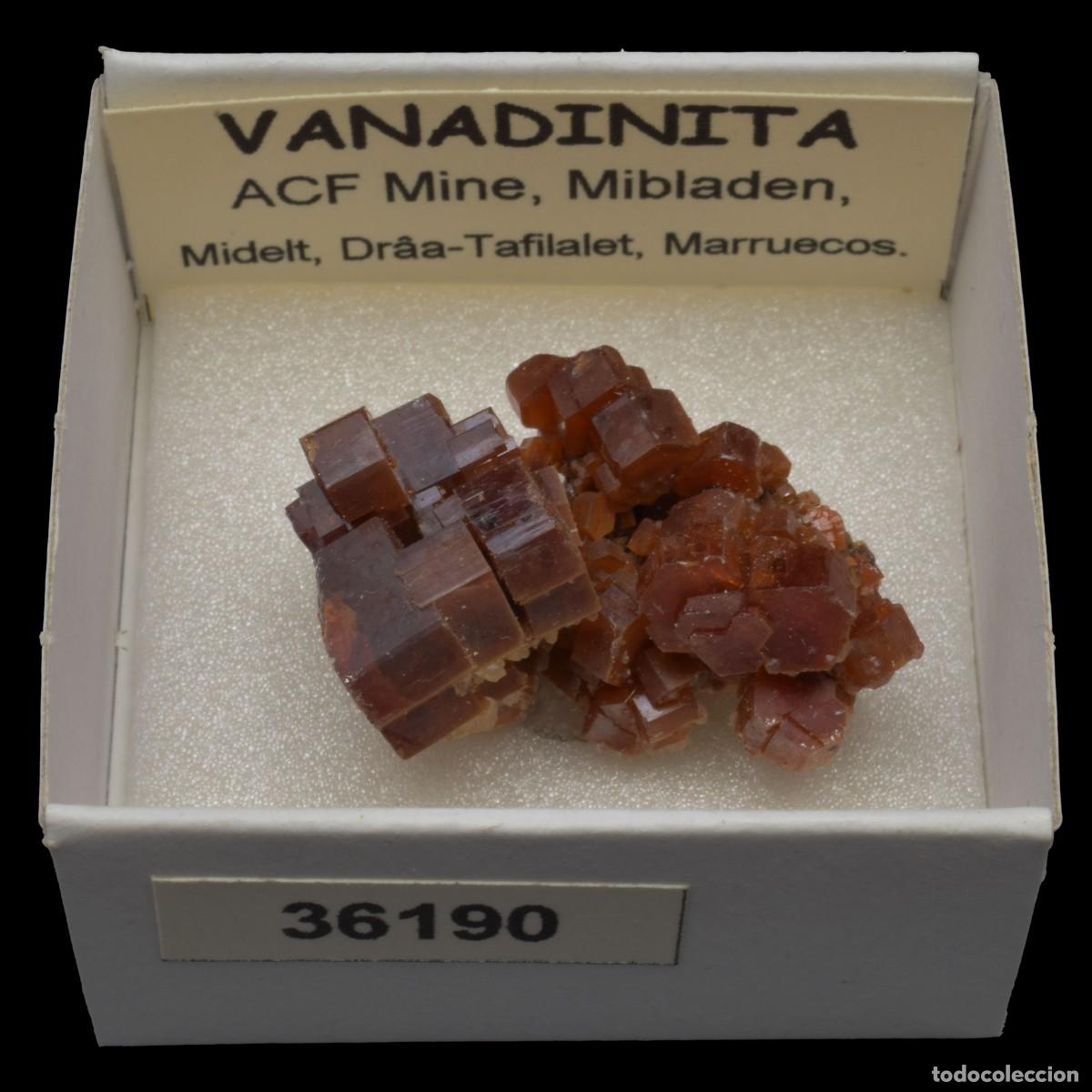 Coleccionismo de minerales: VANADINITA (ACF Mine, Mibladen, Midelt, Dr&acirc;a-Tafilalet, Marruecos) #36190
