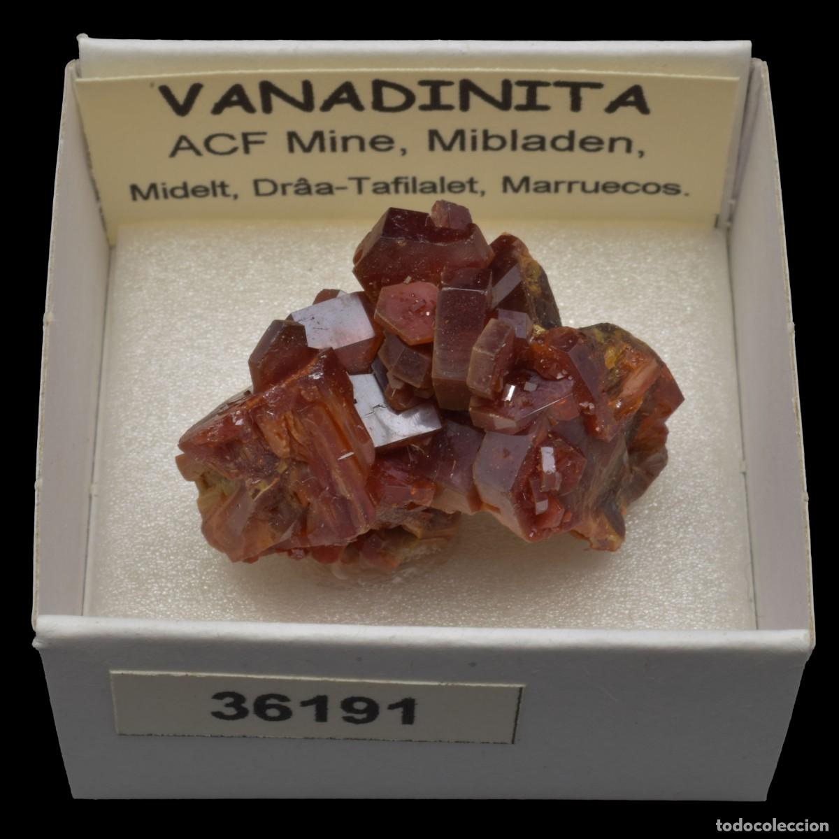 Coleccionismo de minerales: VANADINITA (ACF Mine, Mibladen, Midelt, Dr&acirc;a-Tafilalet, Marruecos) #36191