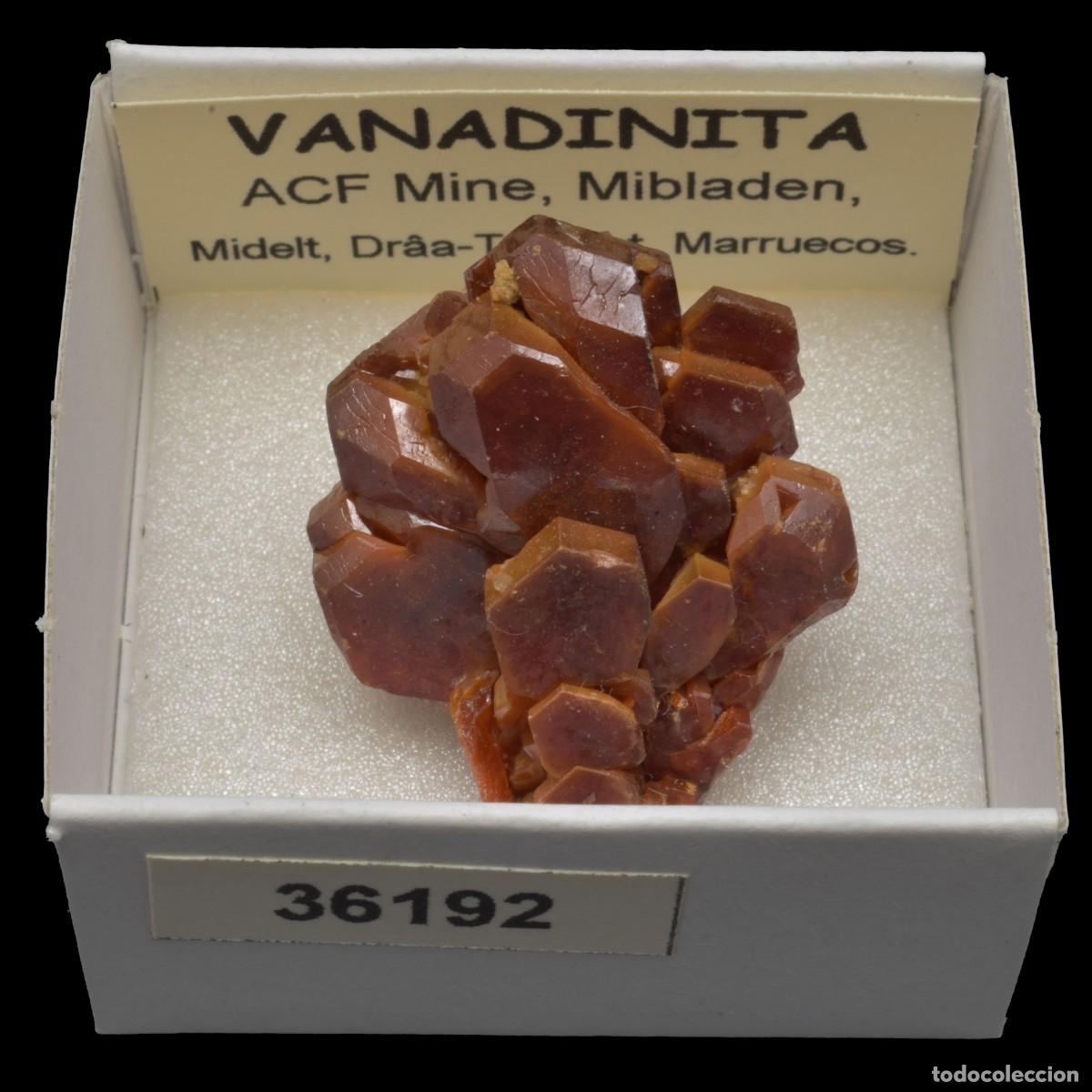 Coleccionismo de minerales: VANADINITA (ACF Mine, Mibladen, Midelt, Dr&acirc;a-Tafilalet, Marruecos) #36192