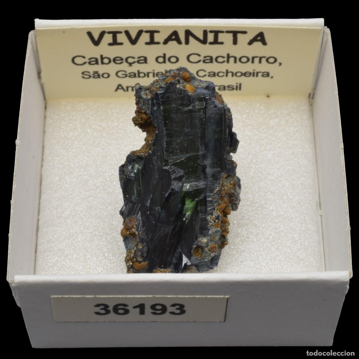 Coleccionismo de minerales: VIVIANITA (Cabe&ccedil;a do Cachorro, Sao Gabriel da Cachoeira, Amazonas, Brasil) #36193