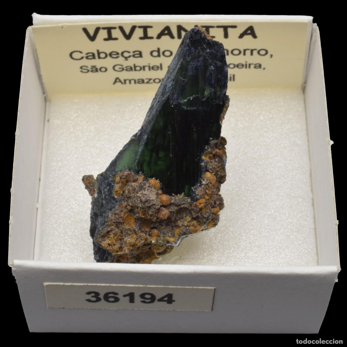 Coleccionismo de minerales: VIVIANITA (Cabe&ccedil;a do Cachorro, Sao Gabriel da Cachoeira, Amazonas, Brasil) #36194