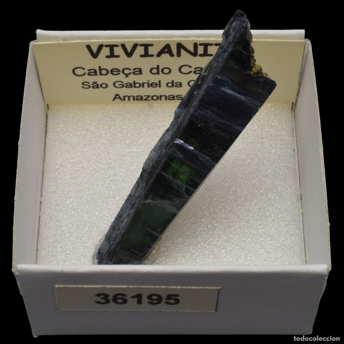 Coleccionismo de minerales: VIVIANITA (Cabe&ccedil;a do Cachorro, Sao Gabriel da Cachoeira, Amazonas, Brasil) #36195