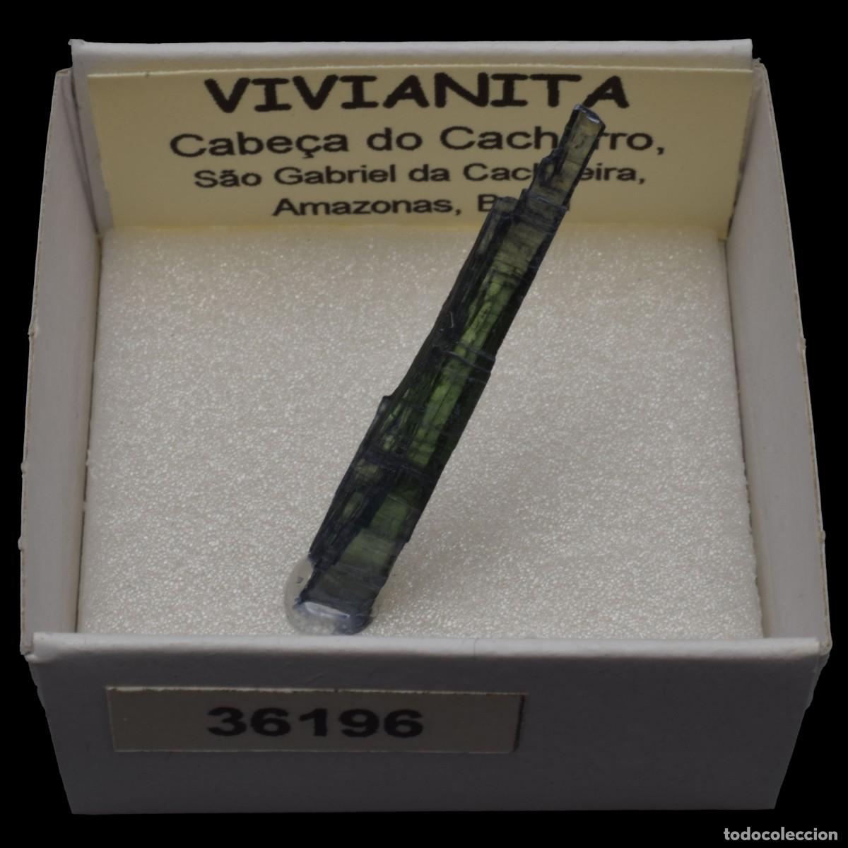 Coleccionismo de minerales: VIVIANITA (Cabe&ccedil;a do Cachorro, Sao Gabriel da Cachoeira, Amazonas, Brasil) #36196