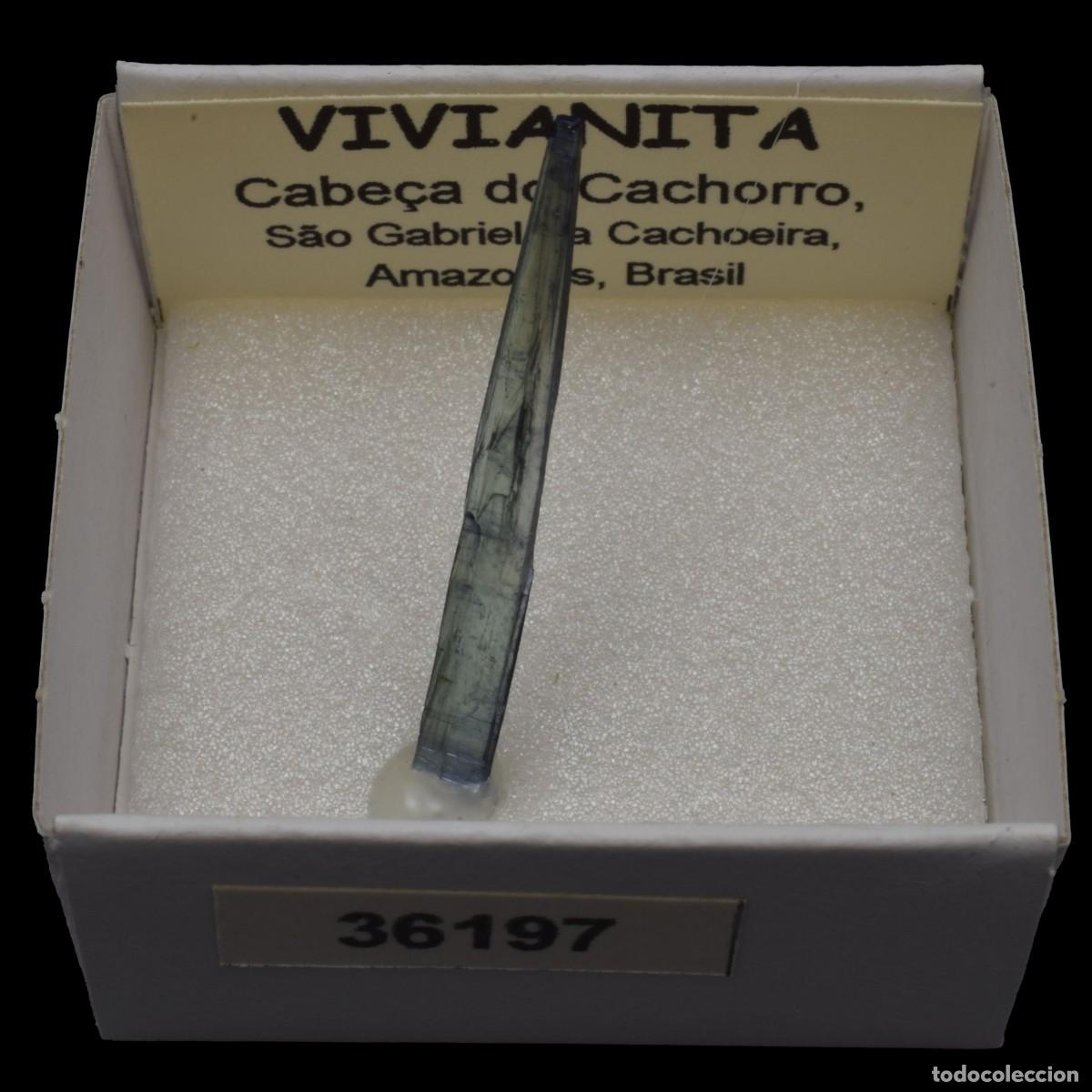 Coleccionismo de minerales: VIVIANITA (Cabe&ccedil;a do Cachorro, Sao Gabriel da Cachoeira, Amazonas, Brasil) #36197