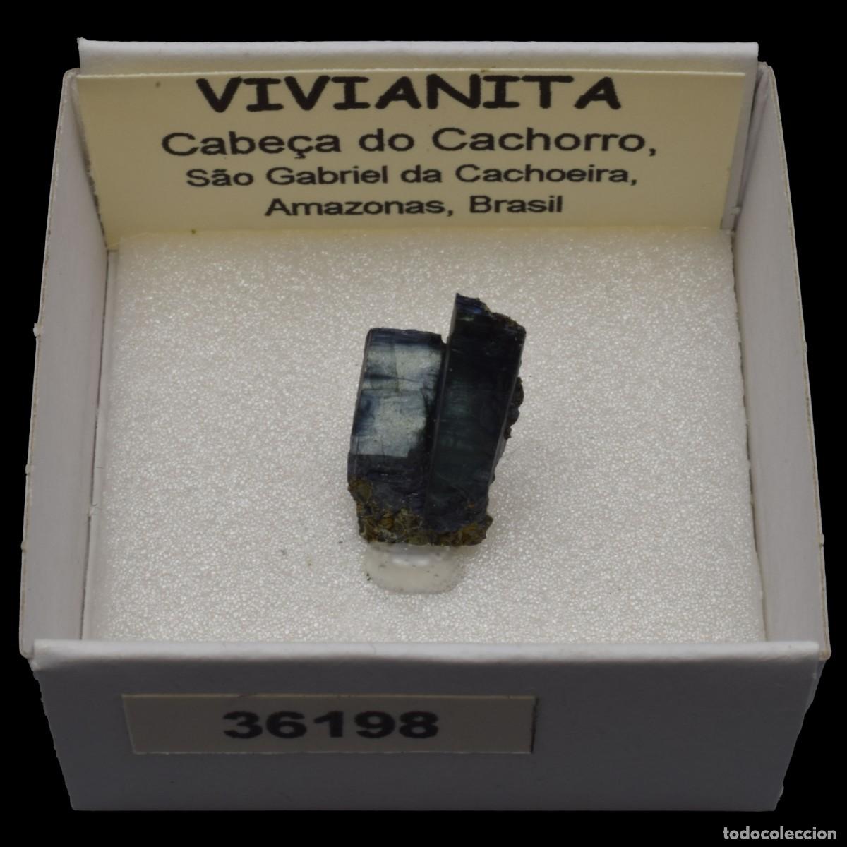 Coleccionismo de minerales: VIVIANITA (Cabe&ccedil;a do Cachorro, Sao Gabriel da Cachoeira, Amazonas, Brasil) #36198