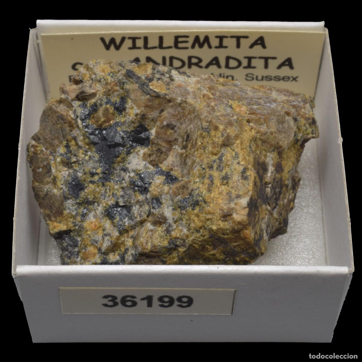 Coleccionismo de minerales: WILLEMITA con ANDRADITA (Franklin mines, Franklin, Sussex Co., New Jersey, USA) #36199