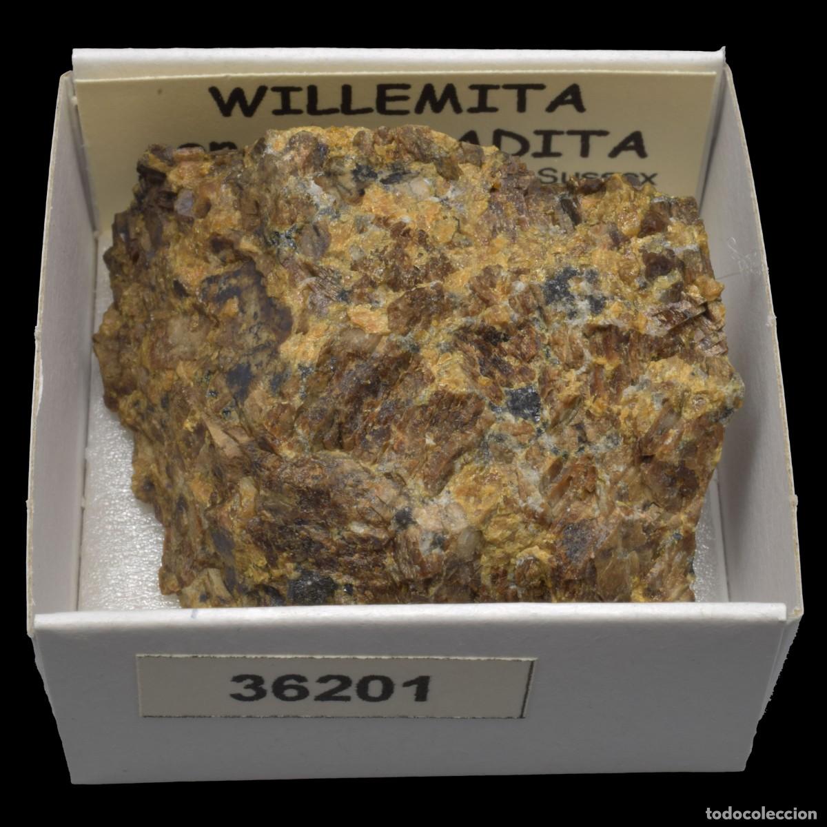 Coleccionismo de minerales: WILLEMITA con ANDRADITA (Franklin mines, Franklin, Sussex Co., New Jersey, USA) #36201