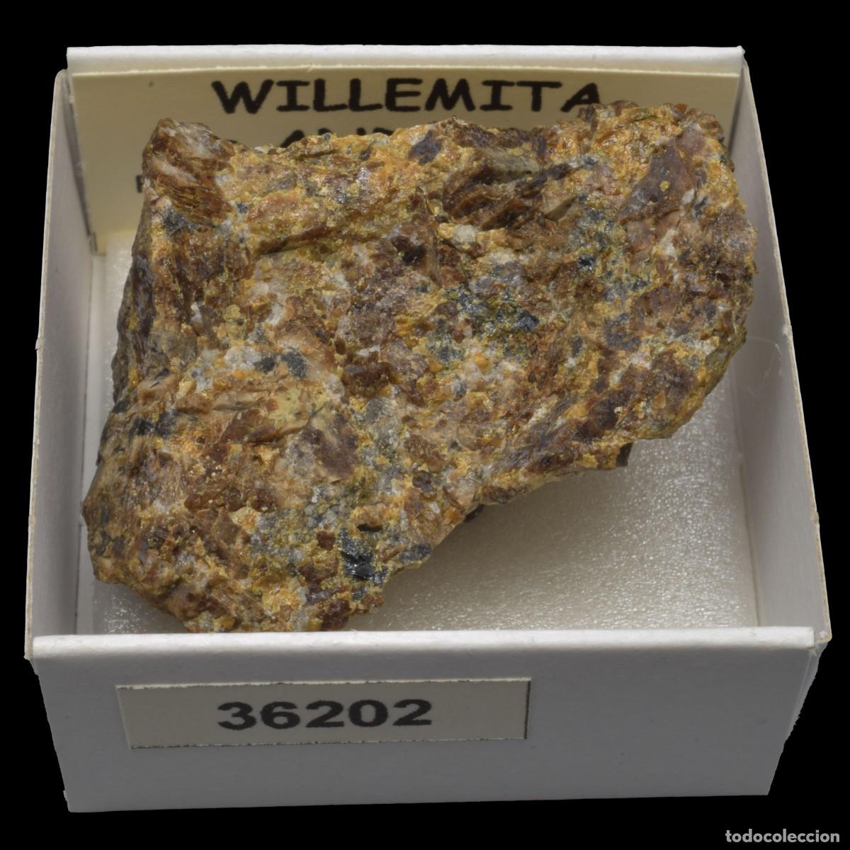 Coleccionismo de minerales: WILLEMITA con ANDRADITA (Franklin mines, Franklin, Sussex Co., New Jersey, USA) #36202