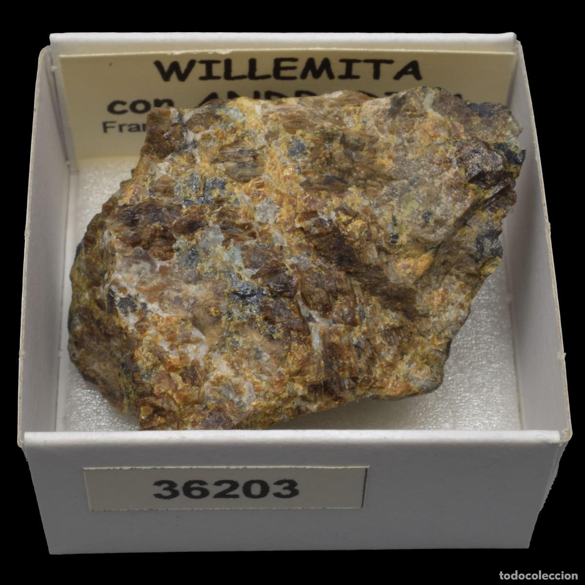 Coleccionismo de minerales: WILLEMITA con ANDRADITA (Franklin mines, Franklin, Sussex Co., New Jersey, USA) #36203