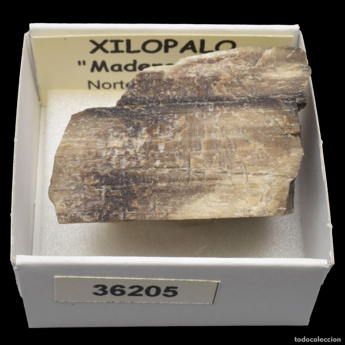 Coleccionismo de minerales: XILOPALO &rdquo;Madera fosil&rdquo; (Norte de Mexico) #36205